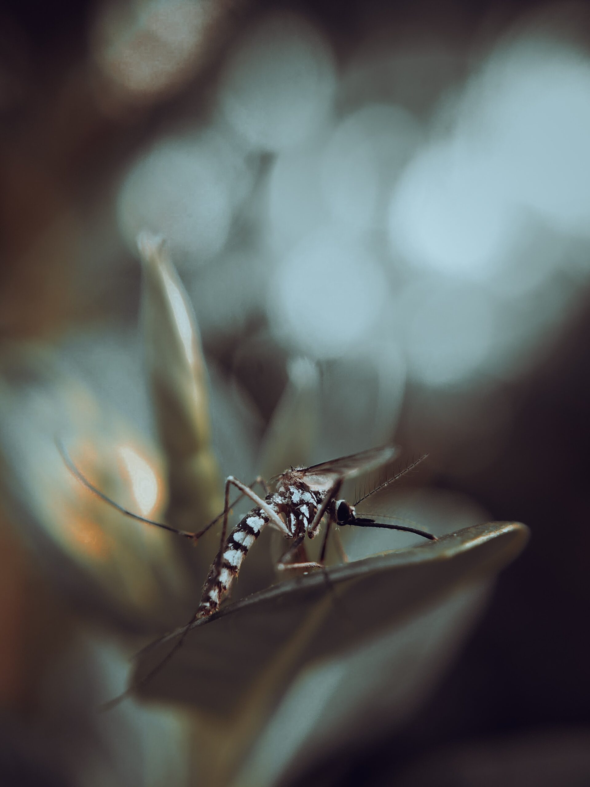 plaga mosquitos mallorca