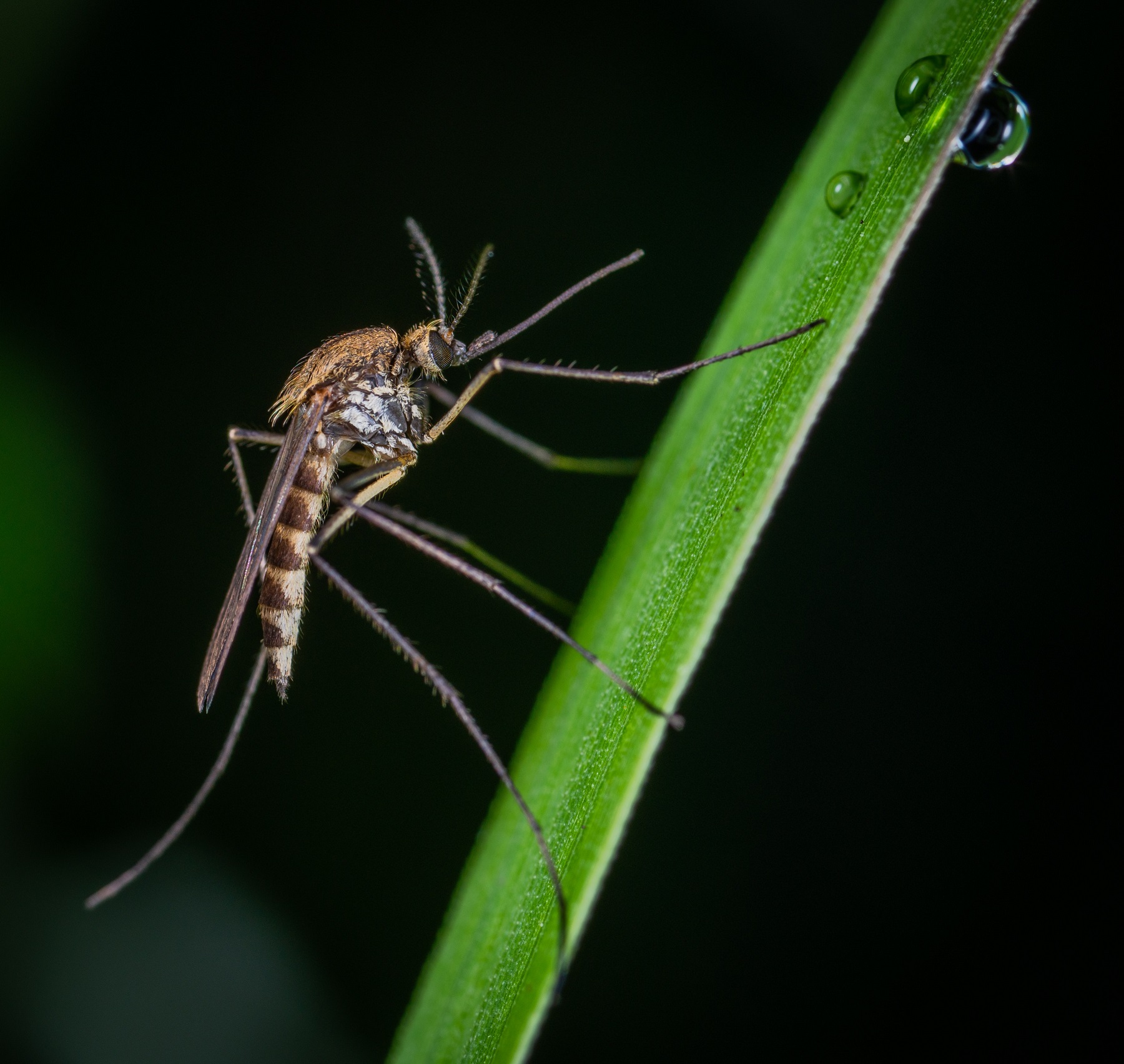 plaga de mosquitos en España