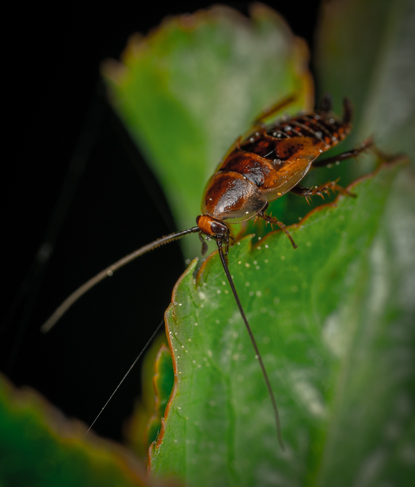 Plaga de cucarachas en casa