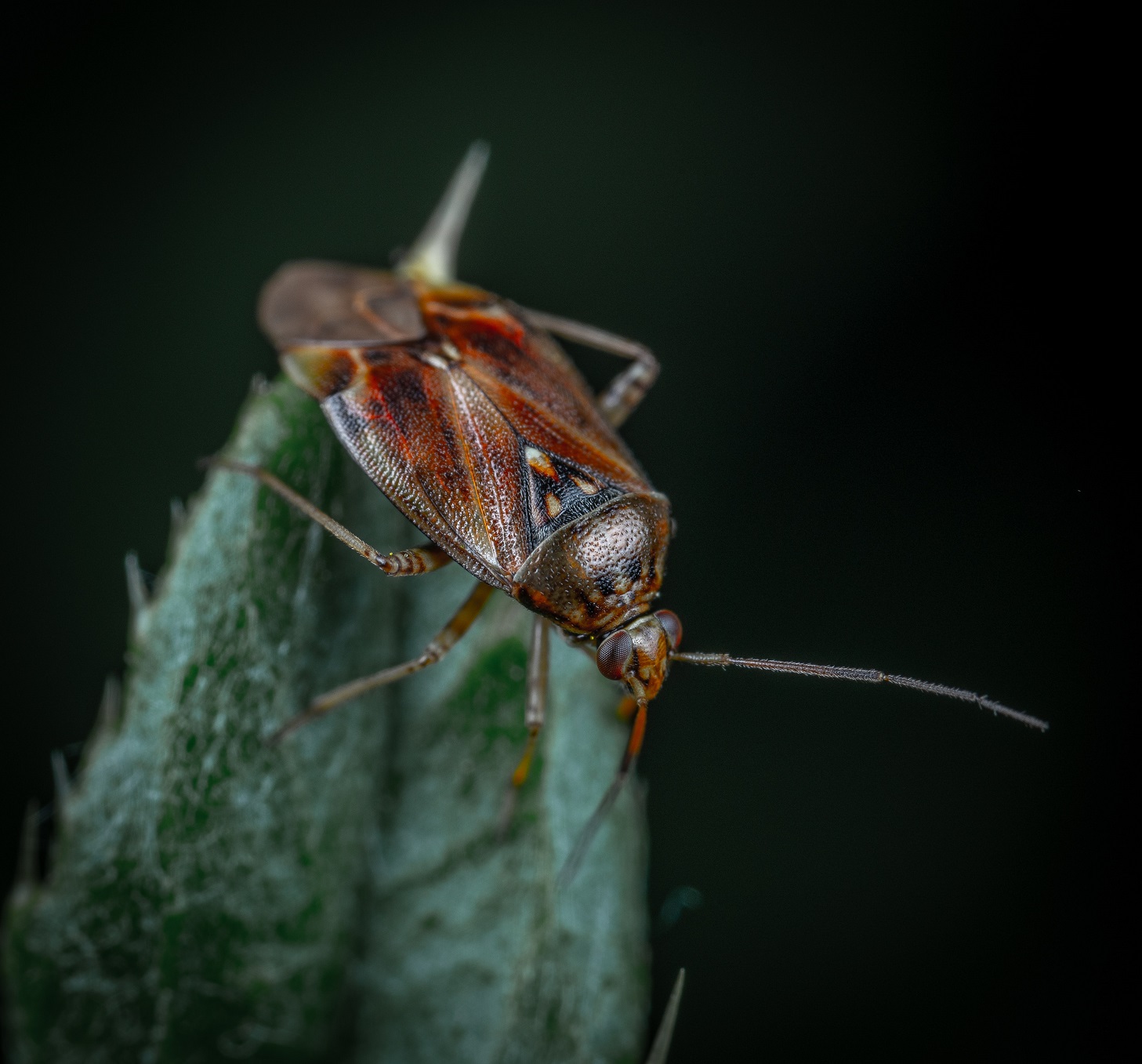 desinsectación plaga cucarachas