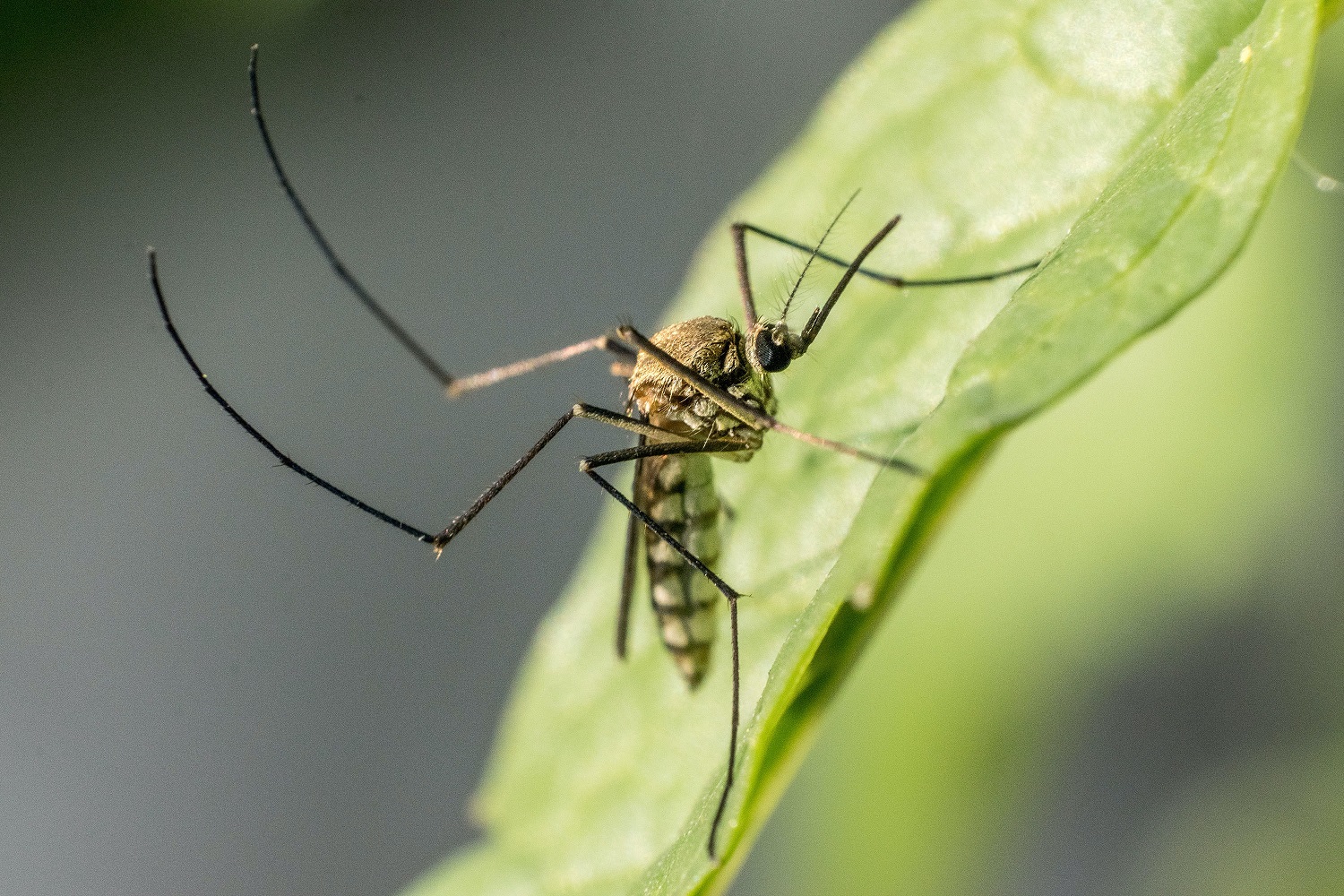 prevenir aparición mosquitos