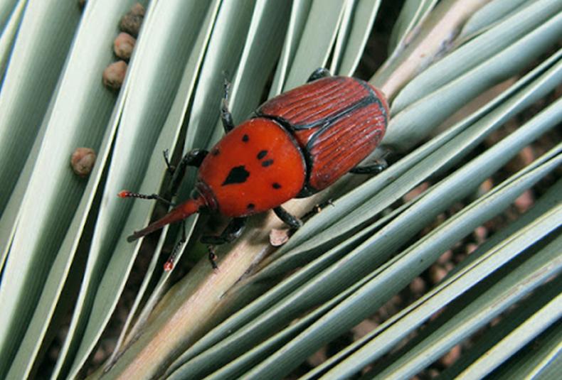 picudo rojo de palmera