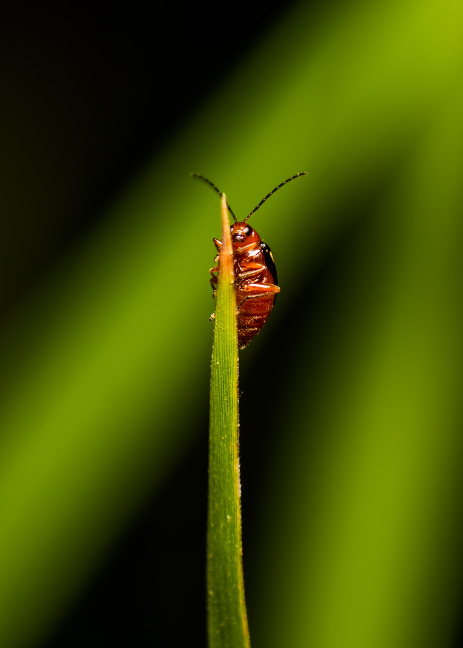 plaga de cucarachas