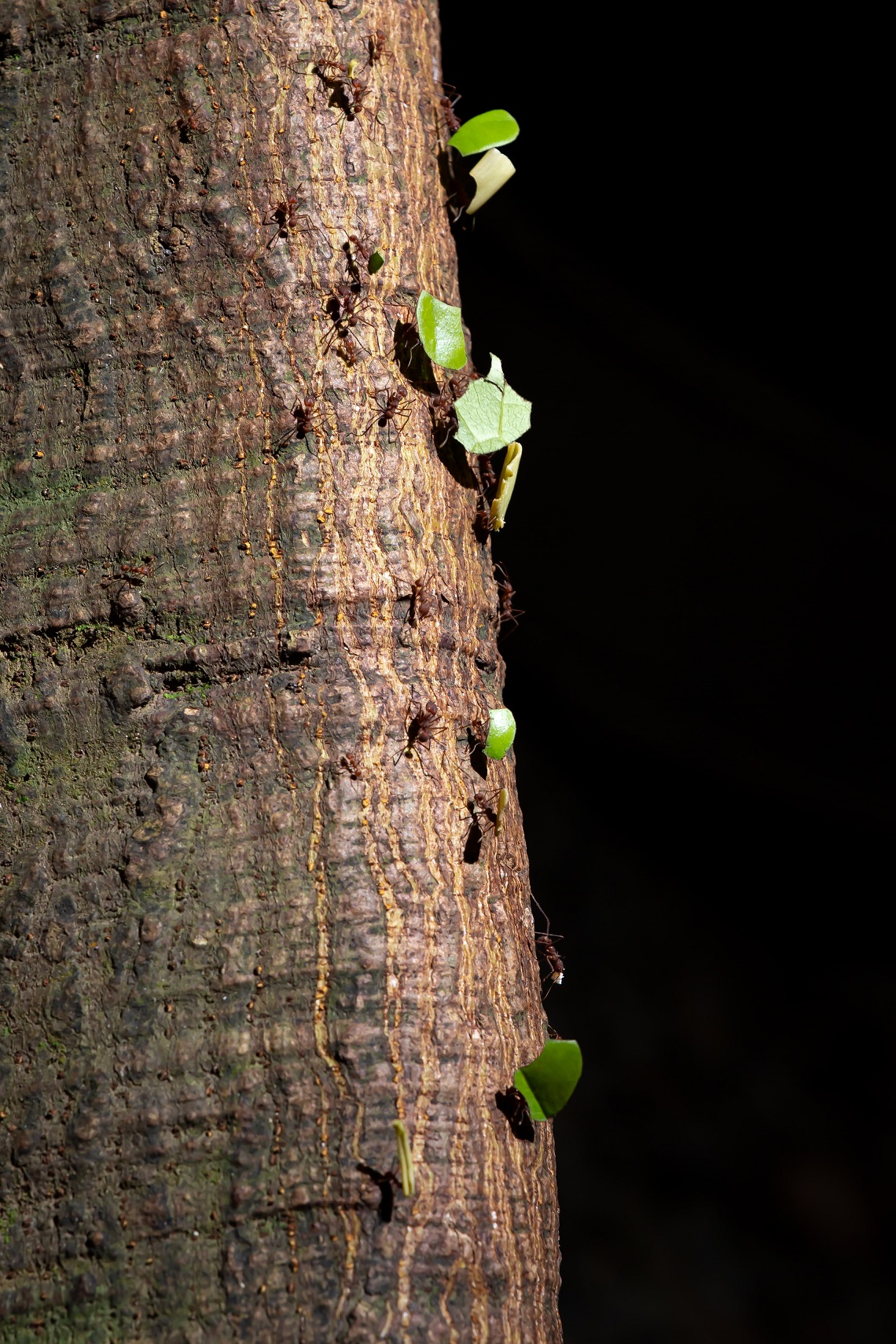 hormigas subiendo un arbol