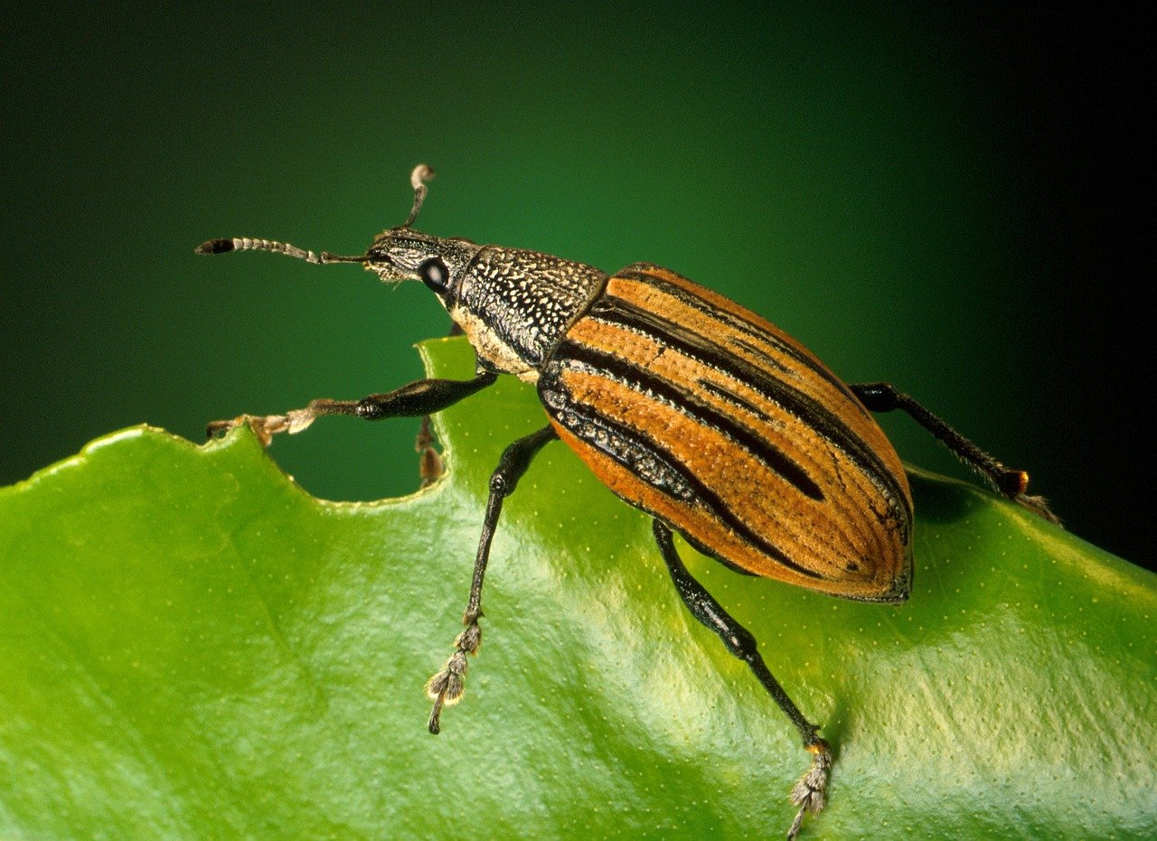 plaga de picudo rojo en baleares