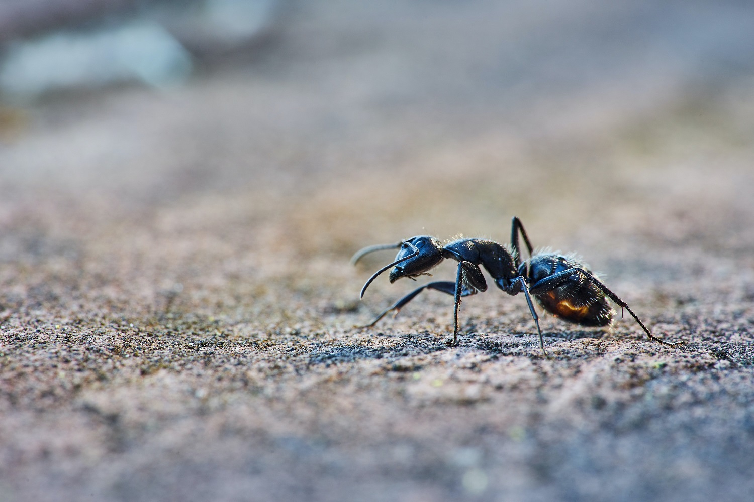 control plaga de hormigas