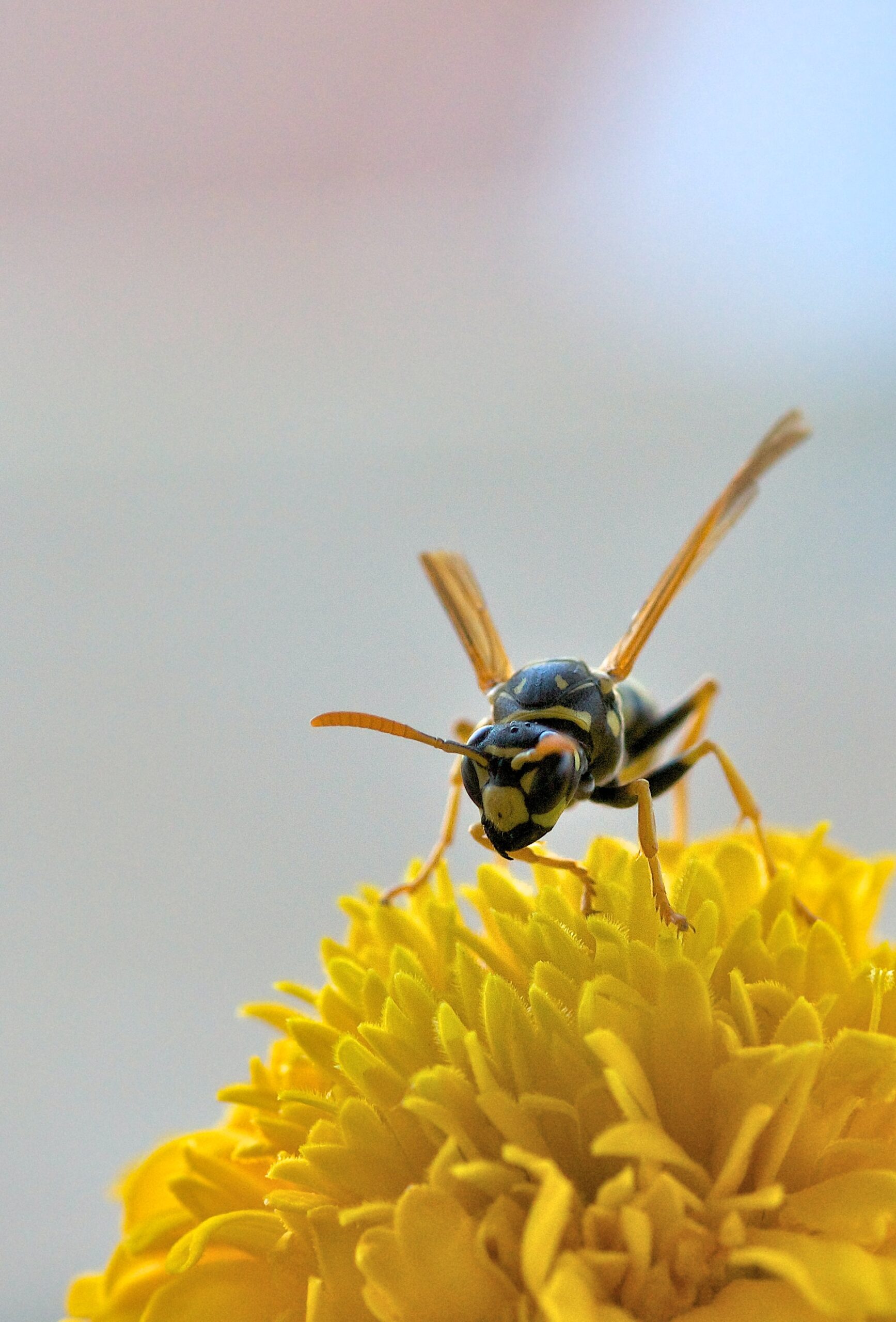 fumigacion plaga de avispas