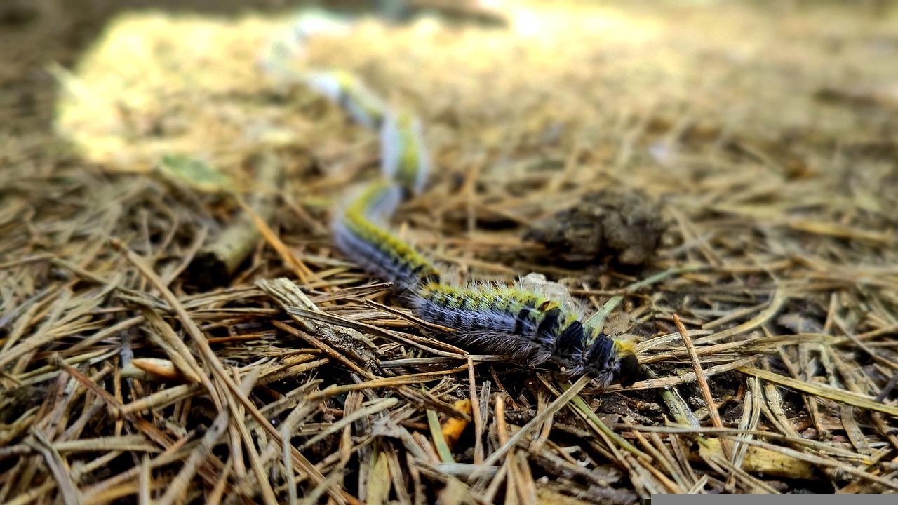 plaga de termitas en casa